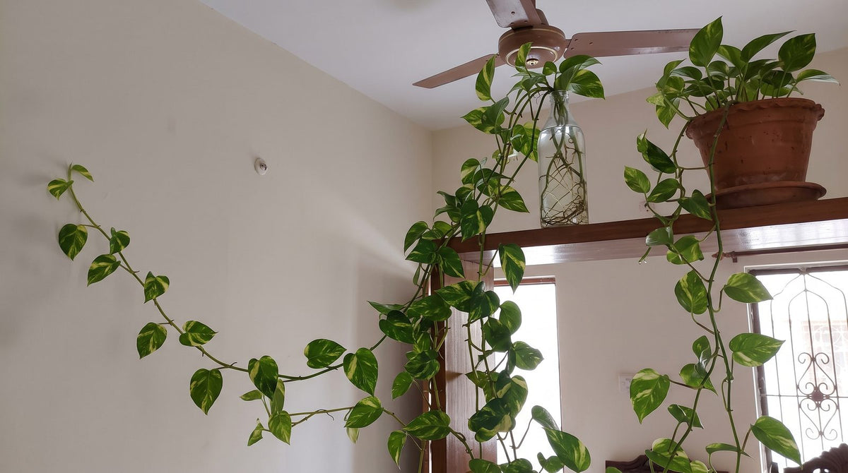 Money plant (golden pothos) vine trailing along a wall and growing in a glass bottle of water in a Pakistani home
