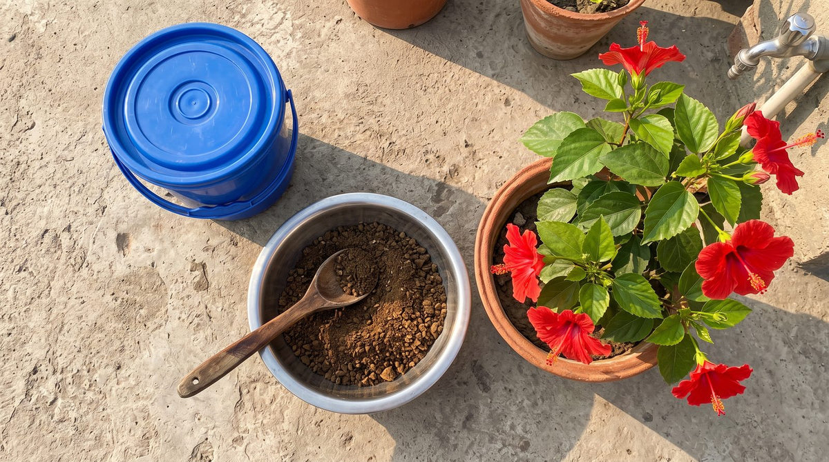 Sarson ki khali (mustard cake powder) in a steel bowl with a wooden spoon, bucket for fertilizer tea and potted hibiscus on a Pakistani rooftop