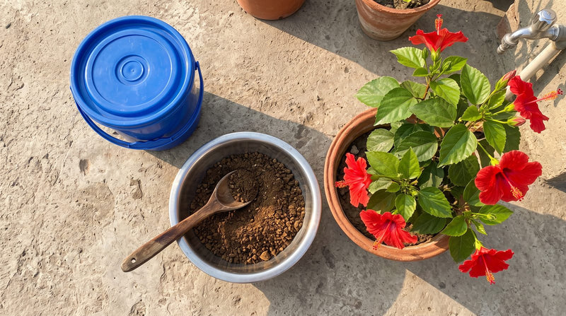 Sarson ki khali (mustard cake powder) in a steel bowl with a wooden spoon, bucket for fertilizer tea and potted hibiscus on a Pakistani rooftop
