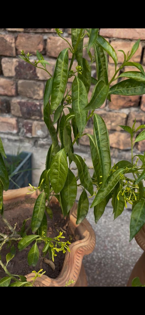 Raat ki Rani plant after using Lush Roots — customer photo