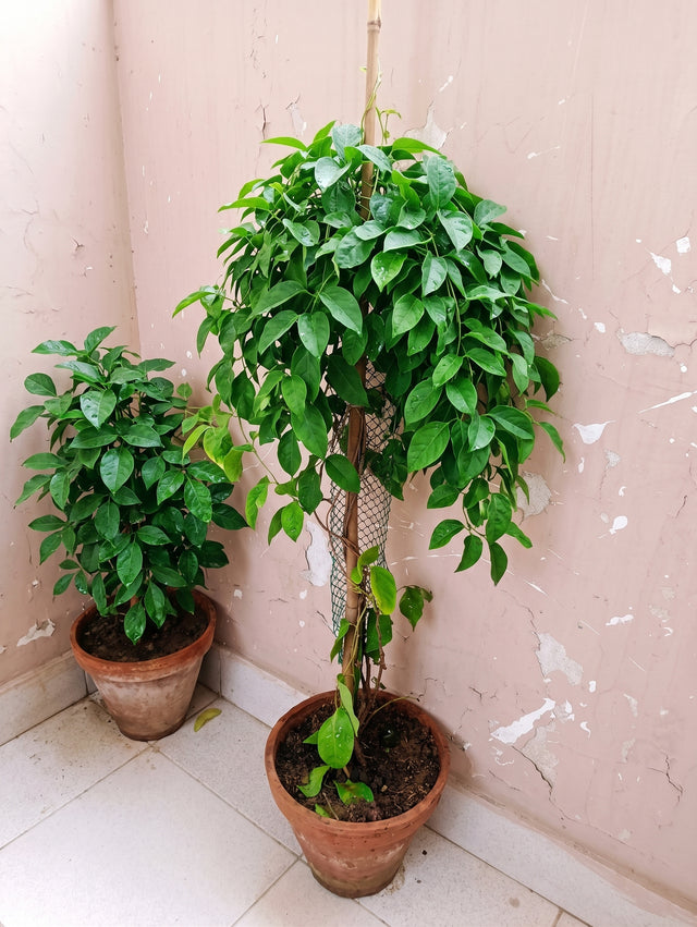 Money plant after using Lush Roots — customer photo 2