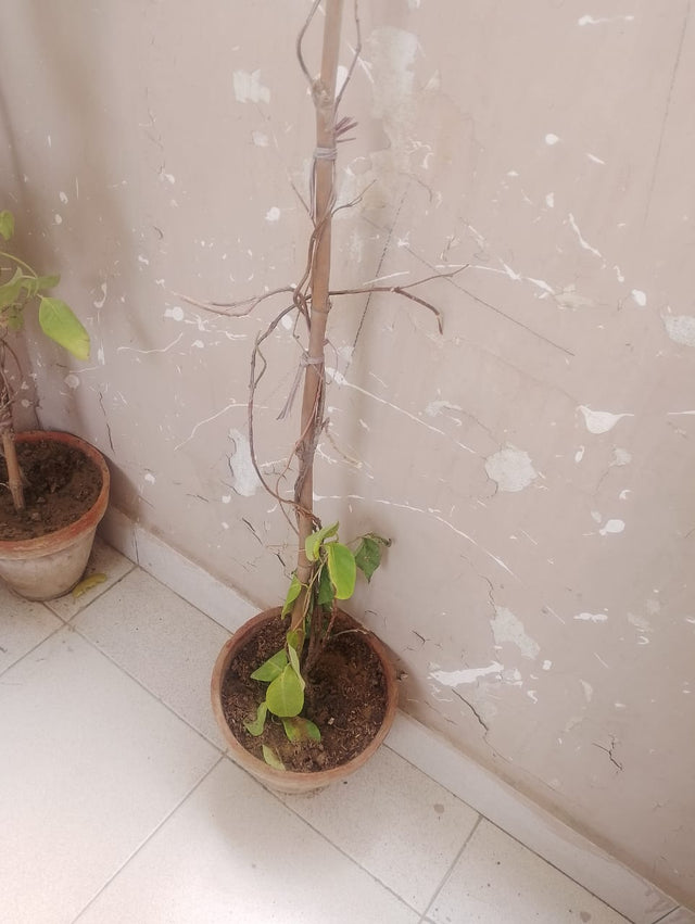 Money plant before using Lush Roots — customer photo 2
