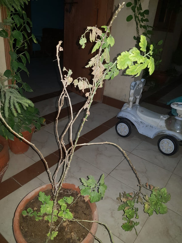 Grape vine after using Lush Roots — customer photo