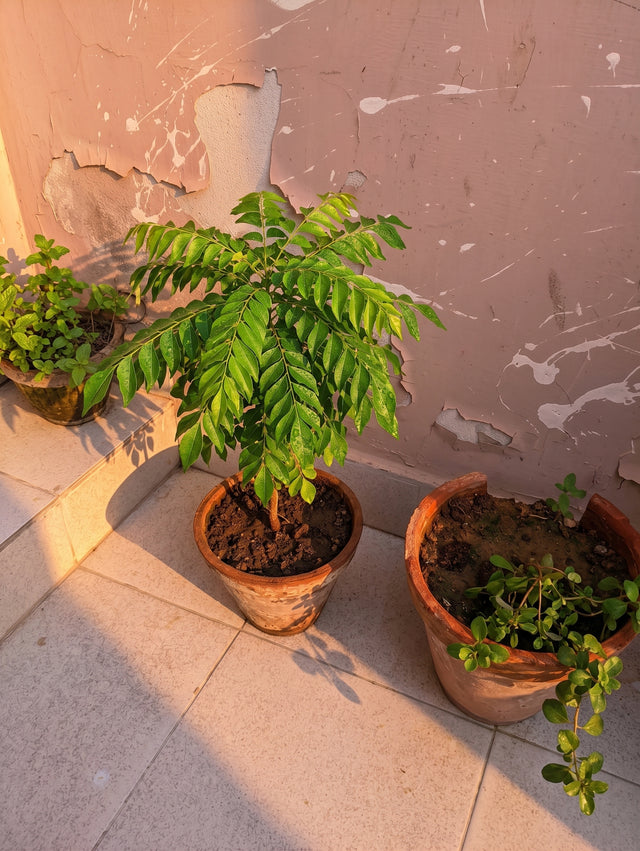 Kari patta (curry leaf) plant after using Lush Roots — customer photo