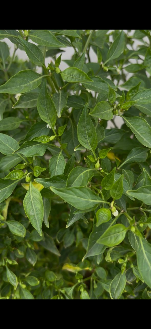 Green chilli plant after using Lush Roots — customer photo
