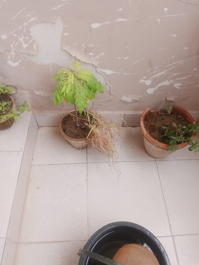 Kari patta (curry leaf) plant before using Lush Roots — customer photo