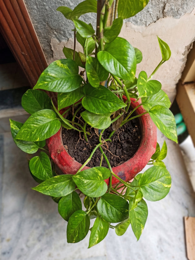 Money plant after using Lush Roots — customer photo 1