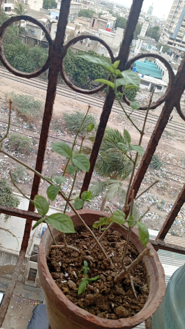 Motia plant before using Lush Roots — customer photo