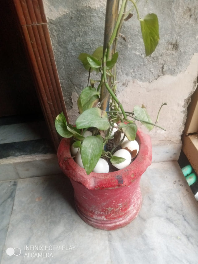 Money plant before using Lush Roots — customer photo 1