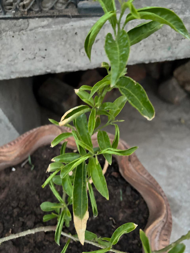 Raat ki Rani plant before using Lush Roots — customer photo