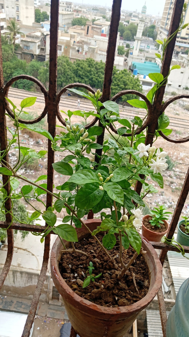 Motia plant after using Lush Roots — customer photo