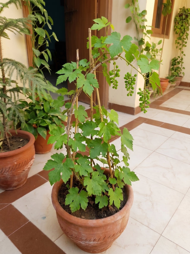 Grape vine before using Lush Roots — customer photo